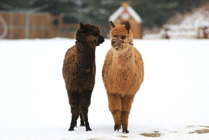 Alpaca World and Nami Island with Gangchon Rail Bike Tour - Price and what you’re really paying for
