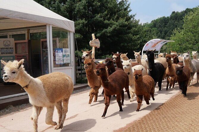 Alpaca World and Nami Island with Gangchon Rail Bike Tour - Gangchon Rail Park and the rail bike ride: scenic power and easy fun