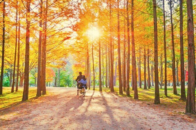 Alpaca World & Nami Island & Garden of Morning Calm One Day Tour - Nami Island: Tree-Lined Walks, K-Drama Fame, and Crowd Management