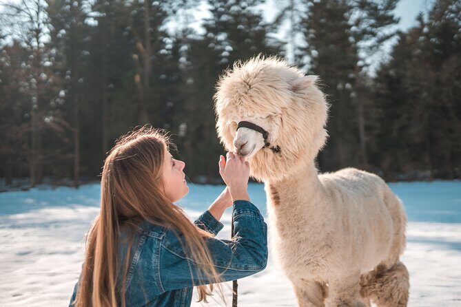 Alpaca World & Nami Island & Garden of Morning Calm One Day Tour - Garden of Morning Calm: Where the Day Gets Quiet and Pretty