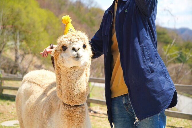 Alpaca World Tour with Nami Island (optional Railbike or Garden) - What you’re really buying for $66.67 in Seoul