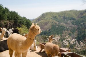 Alpaca World Tour with Nami Island (optional Railbike or Garden) - The day’s flow: from Alpaca World to Nami Island and back