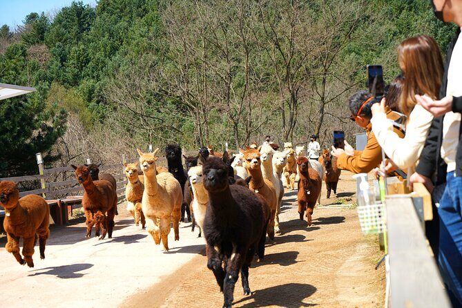 Alpaca World Tour with Nami Island (optional Railbike or Garden) - Nami Island: tree-lined strolling with a bike option