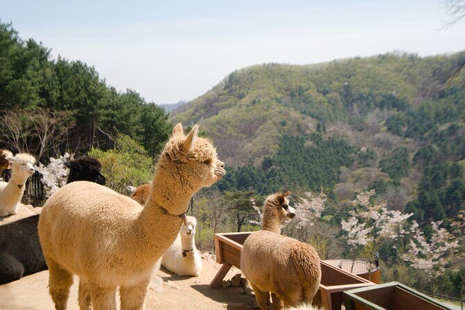 Alpaca World Tour with Nami Island (optional Railbike or Garden) - The day’s flow: from Alpaca World to Nami Island and back