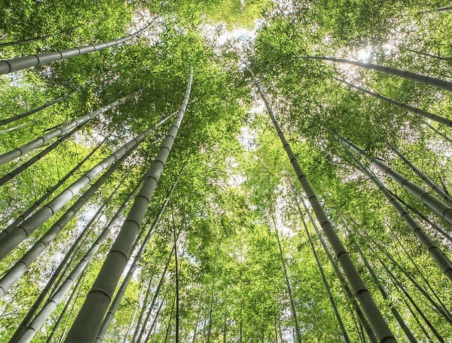 Busan: A Well-Rounded Small-Group Tour with Certified Guide - Ahopsan Forest: bamboo groves and K-drama filming history in one walk