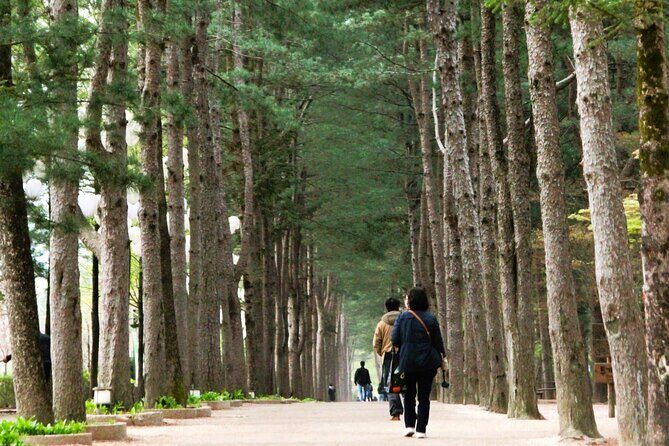 Day Trip to Nami Island with Rail bike and The Garden of Morning Calm - A 3-stop escape from Seoul that actually saves time