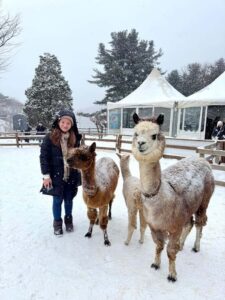 Eobi Ice Valley & Nami (+ Light Festival, Railbike, Alpaca) - Nami Island in winter: tree-lined calm and Winter Sonata vibes