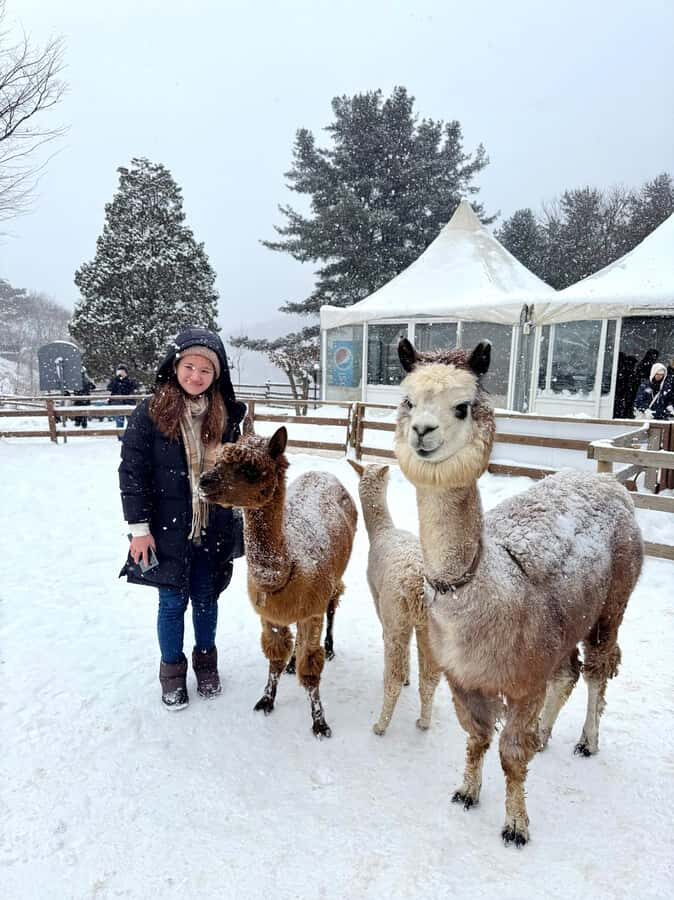 Eobi Ice Valley & Nami (+ Light Festival, Railbike, Alpaca) - Nami Island in winter: tree-lined calm and Winter Sonata vibes