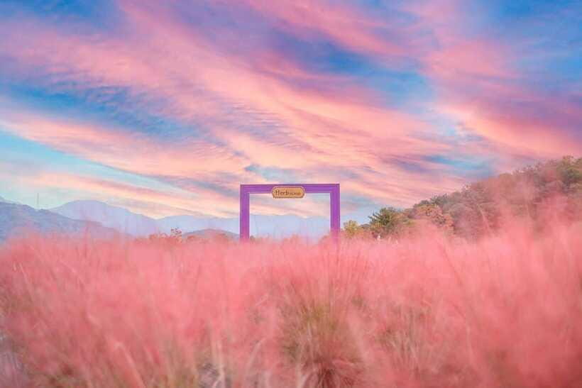 From Seoul: Pocheon, Sanjung Lake and Bidulginang Fall Trip - Herb Island and Pink Muhly Grass: The Most Photo-Forward Moment