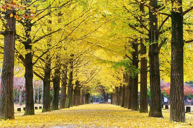 Full Day Private Tour Nami Island, Garden & Petite France - Stop 2: Nami Island’s Famous Walks and Filming-Location Vibes