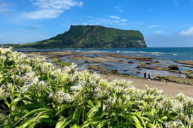 Jeju BTS & K-drama Fans Small Group Tour incl. Snoopy Garden - Lunch stop reality: plan for the 1-hour window