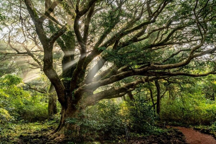 Jeju Cruise Shore Excursion Private Taxi Tour Car Charter - West Jeju in 6 Hours: Hallim Park, Caves, Tea Museum, and Cheonjiyeon