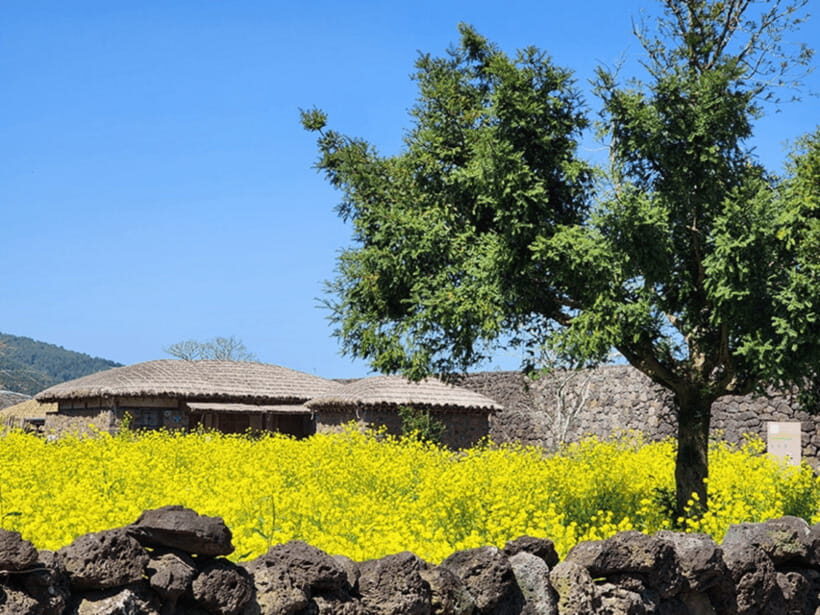 Jeju: Eastern Jeju UNESCO Spots Day Tour - Seongsan Ilchulbong Area to Ilchul Land: More Views, More Breathing Room