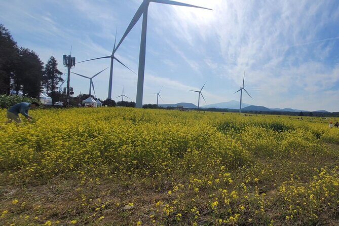 Jeju English Private Taxi Tour(1day, 2days, 3days & 1 to 12pax) - A private taxi tour that actually respects Jeju’s distances