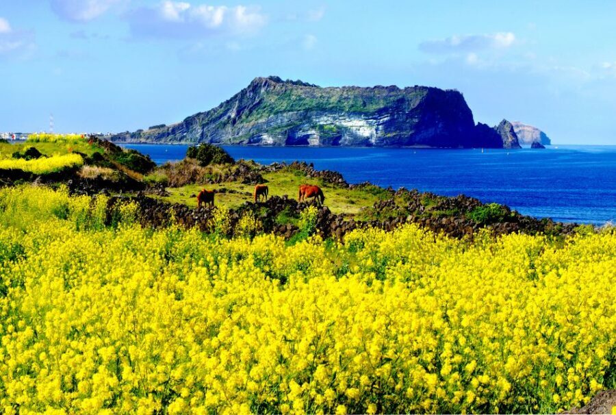 Jeju Island: Customized Private Full-Day Van Tour - Woljeongri: coffee and coastal breathing room