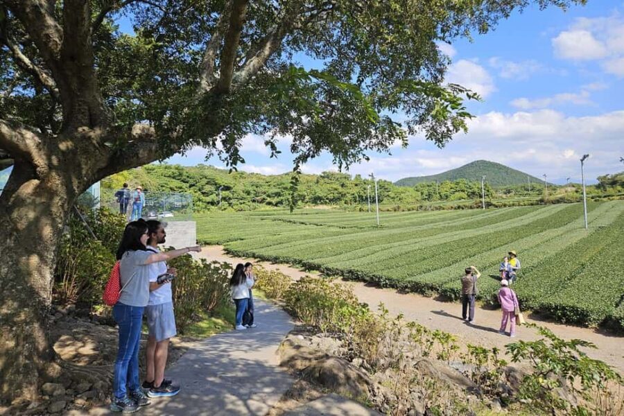 Jeju Island: Full-Day SouthWest Bus Tour with Entry Fees - Key things you’ll get (and why they matter)