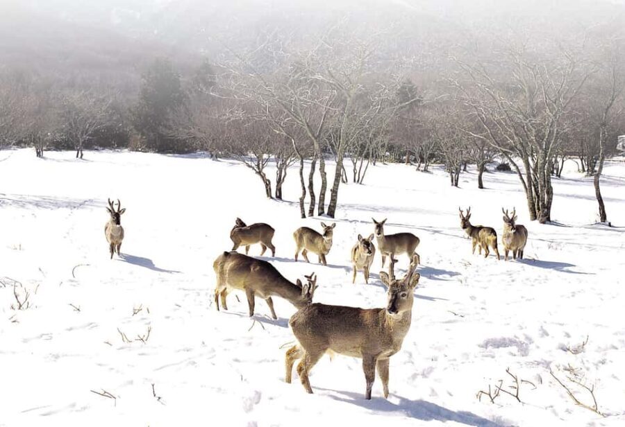 Jeju Island: Full-Day SouthWest Bus Tour with Entry Fees - Cheonjeyeon Falls: Misty, Myth-Filled, and Photo-Friendly