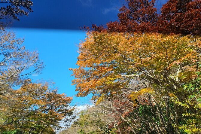 Jeju island Private Tour - UNESCO Day Tour & Haenyeo Performance - Manjanggul Cave (and what to do if it’s closed)