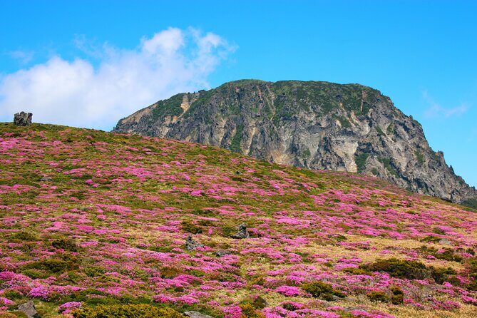 Jeju island Southern UNESCO Day Tour With Hallasan MT - Oedolgae: a 20-meter sea stack with pine-topped views