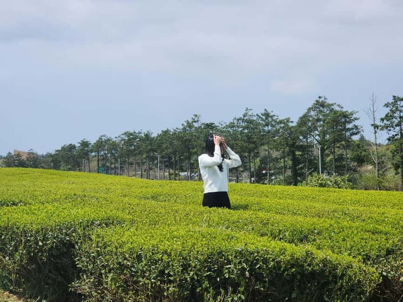 Jeju island : West & South Full-Day Tour - Why this West and South Jeju day tour actually makes sense
