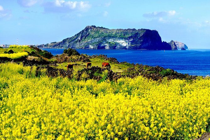 Jeju Premium Small Group UNESCO Day Tour - East Course - Small-Group Pickup to Your First Stop (and How It Changes the Day)