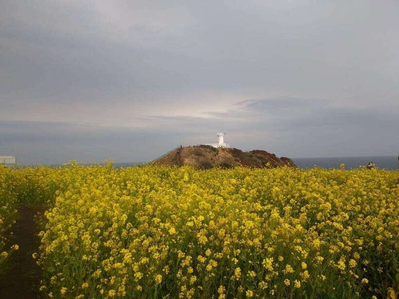 Jeju: Private Tour with an English Guide and a Vehicle - A private Jeju day that actually matches your pace
