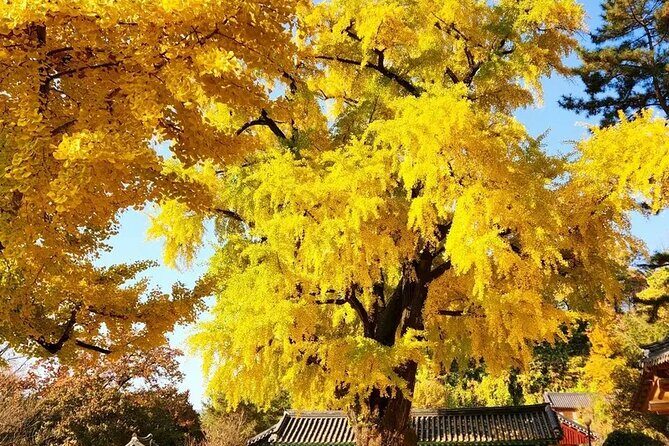 Jeonju Hanok Village Full-Day Tour: Jangtaesan Autumn Foliage - Jeonju Hanok Village: 700+ Hanoks, plus major cultural stops