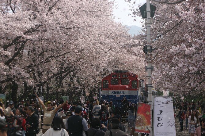 Jinhae Cherry Blossom Day trip from Busan - A Spring Adventure! - Key highlights worth your time