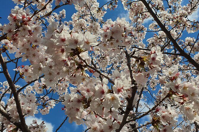 Jinhae Cherry Blossom Day trip from Busan - A Spring Adventure! - Why Jinhae Cherry Blossoms Hit Hard on a Day Trip