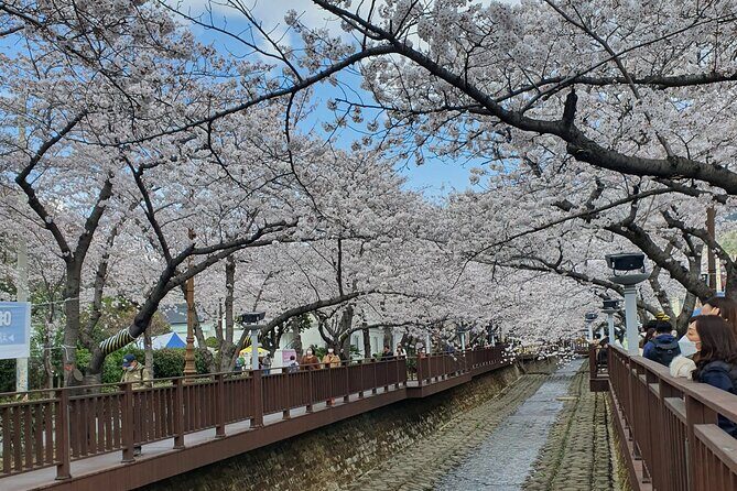 Jinhae Cherry Blossom Day trip from Busan - A Spring Adventure! - Pickup Timing and What the 9:30 Start Means for You