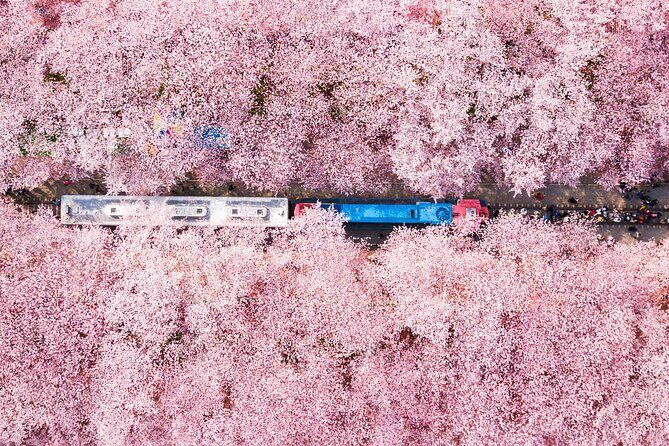 Jinhae Cherry Blossom Festival Gyeonghwa Stn Day Tour from Busan - Key highlights worth planning for