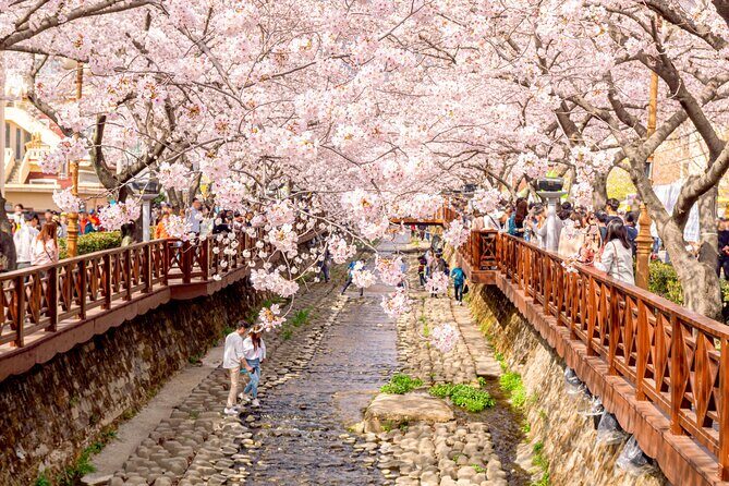 Jinhae Cherry Blossom Festival Gyeonghwa Stn Day Tour from Busan - Yeojwacheon Stream and Romance Bridge: where the story gets famous