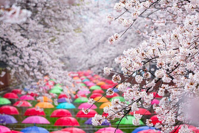 Jinhae Cherry Blossom Festival Gyeonghwa Stn Day Tour from Busan - How the 10–11 hour timeline really plays out