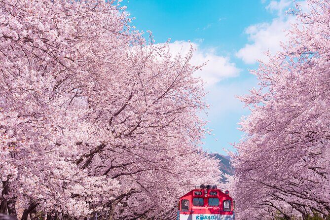 Jinhae Cherry Blossom Festival Gyeonghwa Stn Day Tour from Busan - What the guides do (and why it affects your photos)