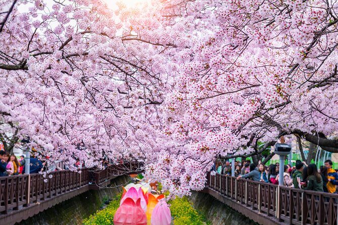 Jinhae Cherry Blossom Festival Gyeonghwa Stn Day Tour from Busan - What you’ll carry back: photos, pacing, and a sense of place