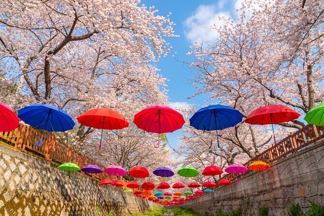Jinhae Cherry Blossom Festival Gyeonghwa Stn Day Tour from Busan - Who this tour suits best