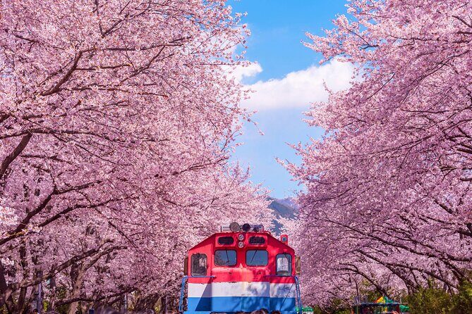 Jinhae Cherry Blossom Festival Gyeonghwa Stn Day Tour from Busan - The viewing star: Gyeonghwa Station’s blossom-road tunnel walk