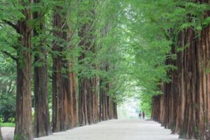 Mount Seorak and Nami Island One Day Tour from Seoul - Seoraksan National Park in a tight 3 hours: trails, views, and the cable car reality