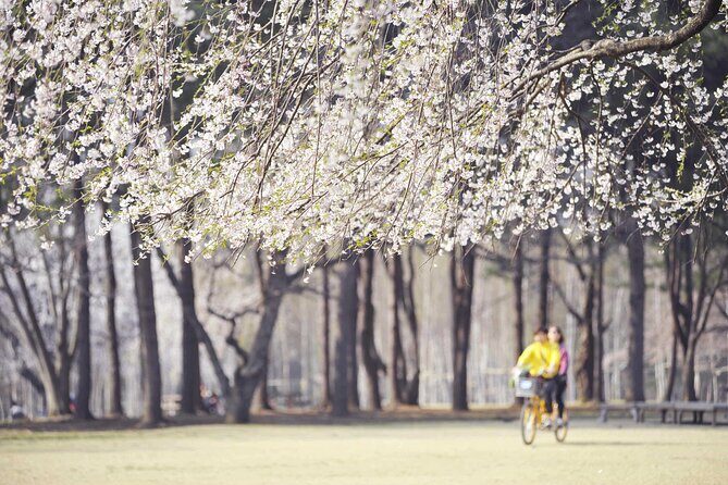 Mount Seorak and Nami Island One Day Tour from Seoul - Guides matter more than you think (and you can feel it)