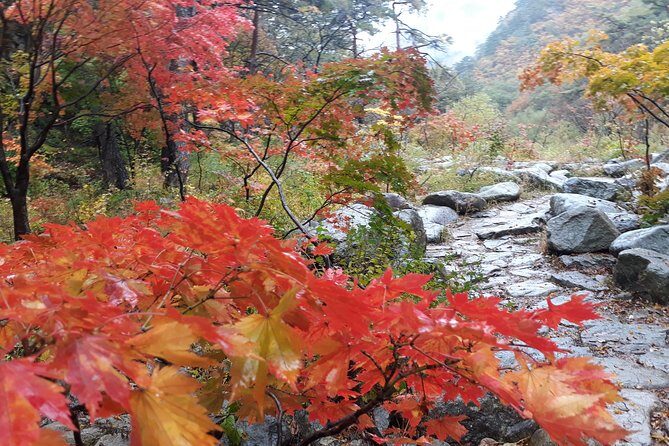 Mt. Seorak+Nami Island+Garden of Morning Calm Day Trip from Seoul - What’s included, what’s not: cable car, zip-wire, and meals