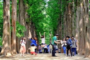 Nami Island, Cable Car, Garden of Morning Calm Panoramic Tour - Garden of Morning Calm: The Best Use of Your Walking Shoes