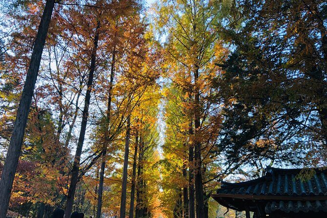 Nami+Alpaca+Garden of Morning Calm (+Rail Bike Option) - A Day Outside Seoul: What This 13–14 Hour Loop Really Feels Like