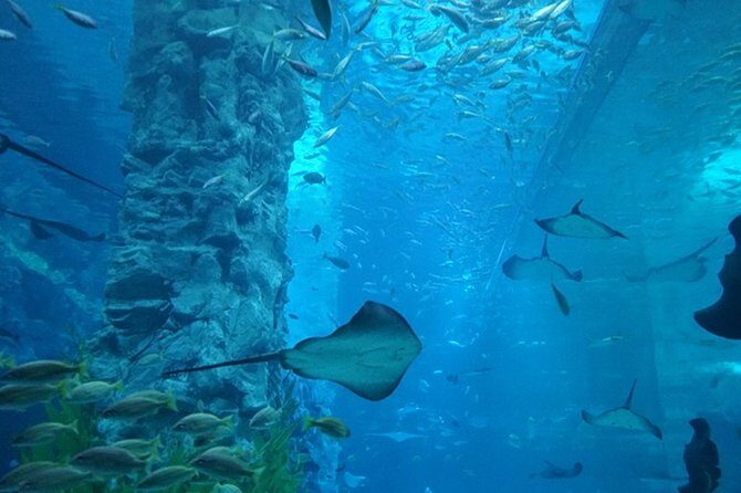 Private Tour to Lotte Tower, Aquarium and Lotte world Theme park - How the 9:00am Timing Shapes Your Day