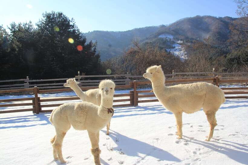 Seoul: Alpaca, Nami, Morning Calm or Eobi (+Rail Bike) - Key Highlights You’ll Actually Feel