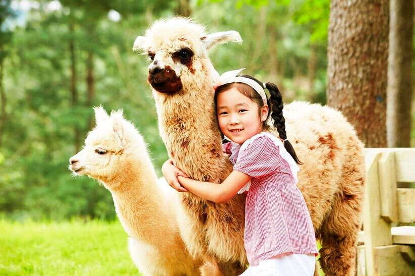 Seoul: Alpaca, Nami, Morning Calm or Eobi (+Rail Bike) - A Long, Orderly Day Trip Out of Seoul That Still Feels Fun