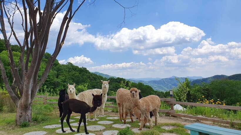 Seoul: Alpaca, Nami, Morning Calm or Eobi (+Rail Bike) - Nami Island: Film Fame Meets Real Walk Time