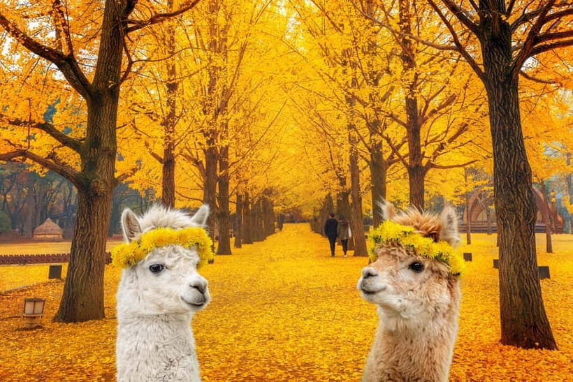 Seoul: Alpaca World & Nami Island (+Gangchon Railbike) - Key highlights at a glance