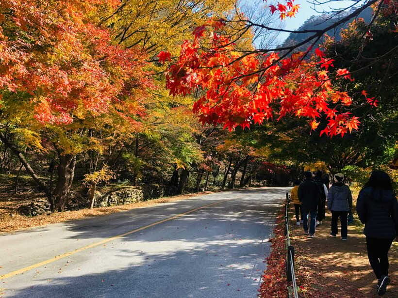 Seoul: Autumn Foliage - Mt. Naejang + Jeonju Hanok Village - Hanbok Time and Street Food: How to Use Your 3 Hours in Jeonju