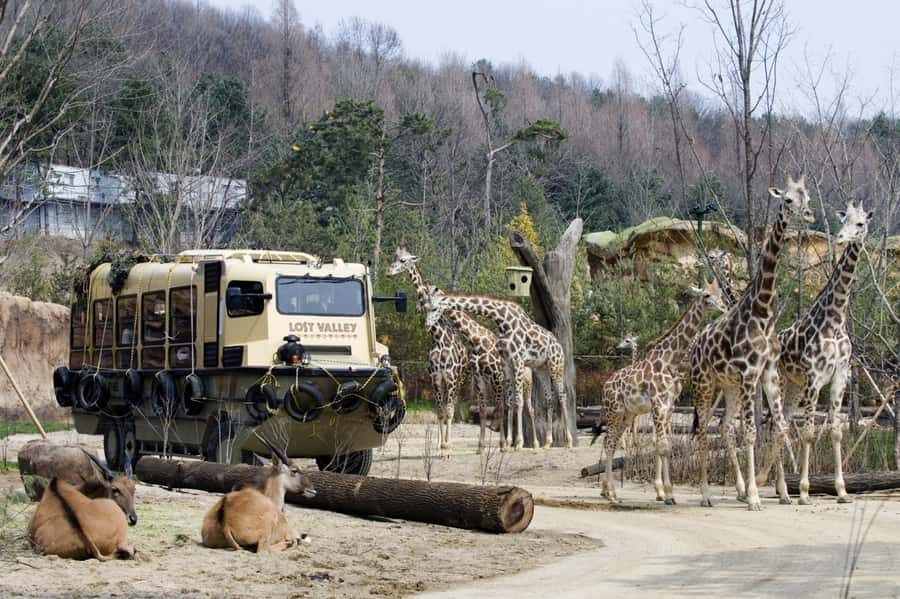 Seoul: Everland Theme Park Admission Ticket with Transfer - Who This Day Trip Is Best For (and Who Might Want Another Option)