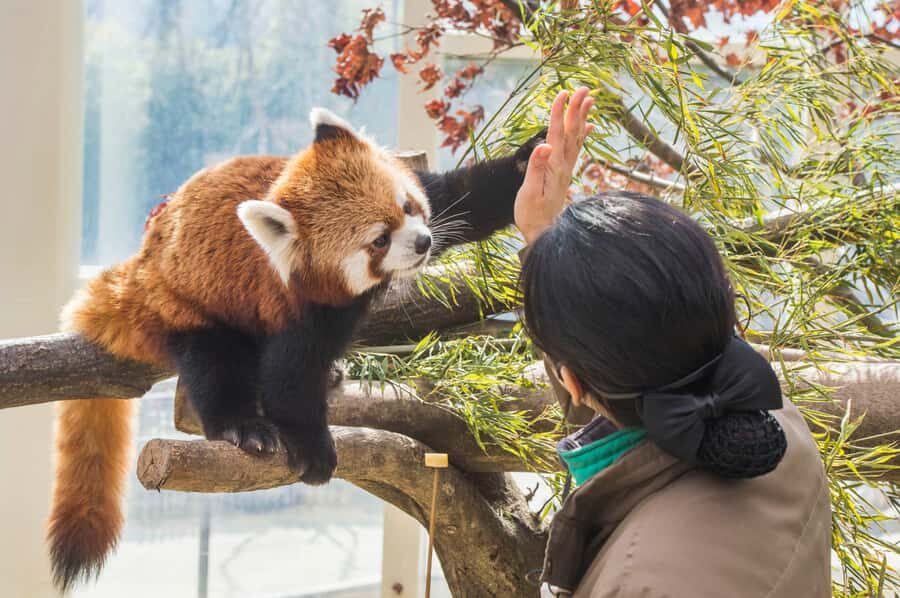 Seoul: Everland Theme Park Admission Ticket with Transfer - Meet the Guides: Why Language Support Matters Here